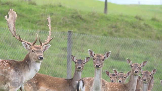 Wildzucht bleibt ein Hobby, denn sie lohnt sich nicht