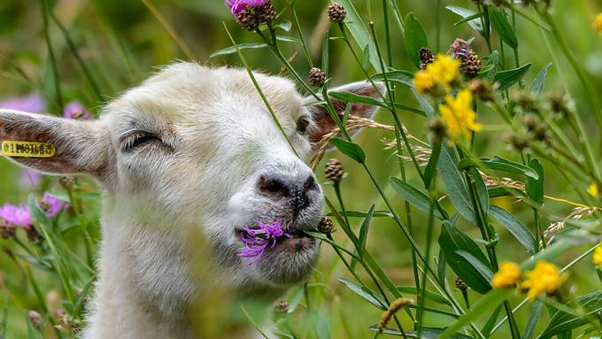 Auf Friedhof und BMX-Piste – Schafe sollen Biodiversität fördern 