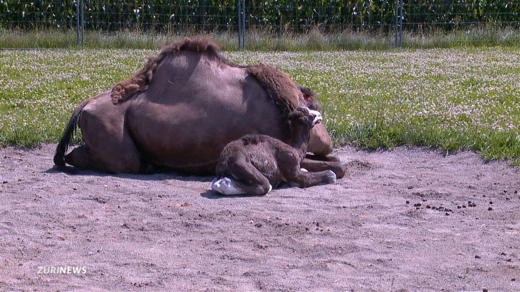 Nachwuchs in der Kamelfarm in Oberglatt