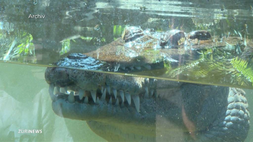 Krokodil im Zoo Zürich erschossen