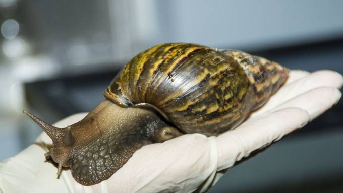 Faustgrosse Schnecken aus Afrika bedrohen Floridas Ökosystem