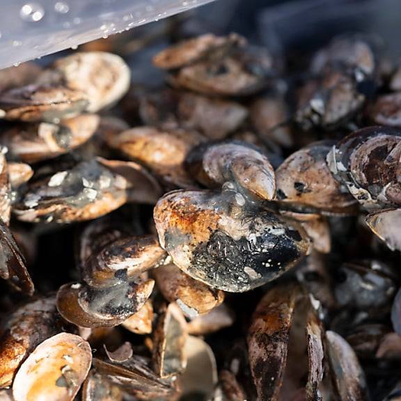 wegen Quaggamuscheln: Fremde Boote dürfen nicht auf Schwyzer Seen