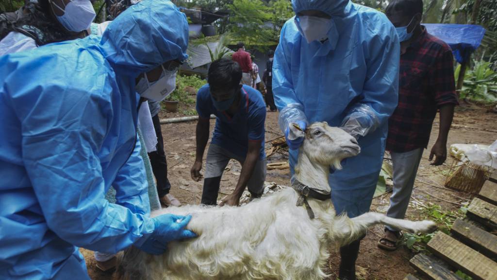 ARCHIV - Medizinisches Personal entnimmt einer Ziege Blutproben, um sie auf das Nipah-Virus zu testen. Foto: Shijith. K/AP/dpa