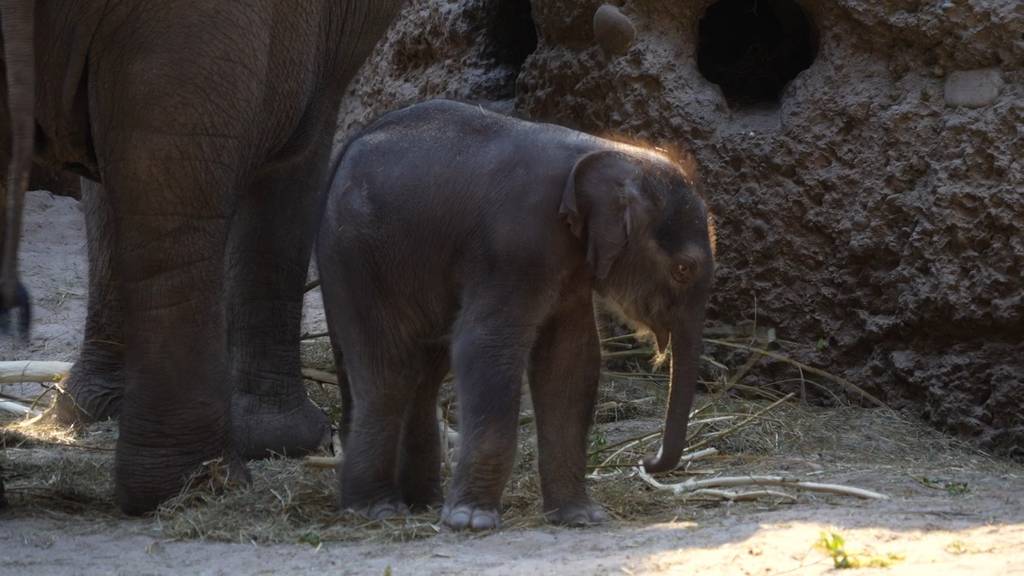 Elefantenkalb Zali stirbt nach Unfall im Zoo Zürich