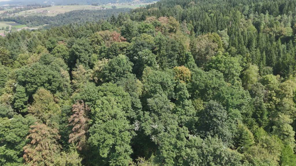 Zum Schutz des Waldes - Kanton Zug und Korporation Baar erneuern Zusammenarbeit