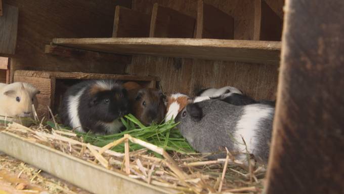In Signau können Meerschweinchen gemietet werden