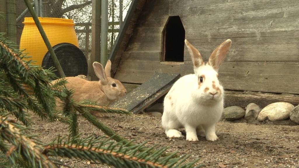 Kaninchen