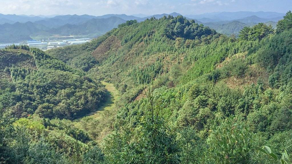 Monokulturen speichern viel weniger Kohlenstoff als artenreiche Wälder: Im Bild der Versuchswald in der Nähe von Shanghai.