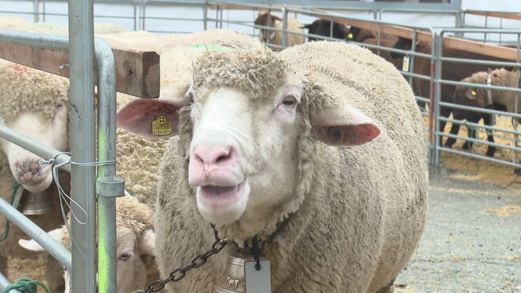 Schafschau trotz Blauzungenkrankheit: Trübt das Virus die Stimmung in Kriessern?