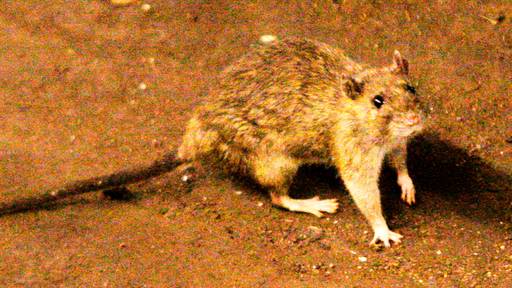 Nager auf dem Rückzug? New York meldet weniger Ratten