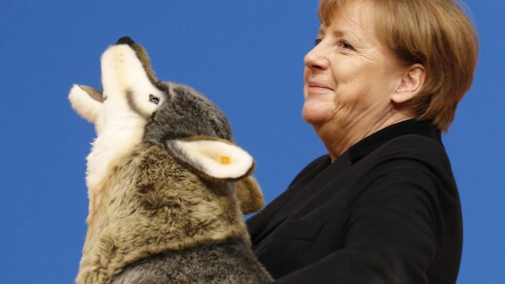 Die deutsche Kanzlerin Angela Merkel mit einem Plüschwolf, den sie am CDU-Parteitag als Geschenk erhalten hat. Sie wirbt dort für ihre Flüchtlingspolitik, welche Parteiintern umstritten ist.