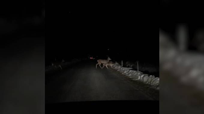 Ruhe für Wildtiere: An das sollten sich Wandernde halten