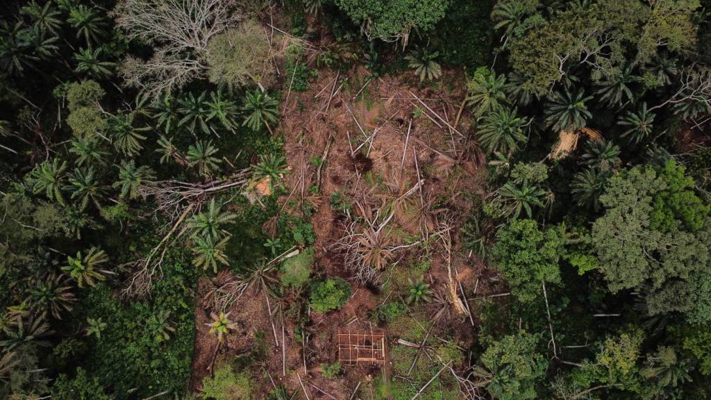 Gute Nachrichten für Regenwälder aus Ecuador: Auch gerodete Flächen können wiederbelebt werden. Bäume und Tiere kehren zurück. (Symbolbild)