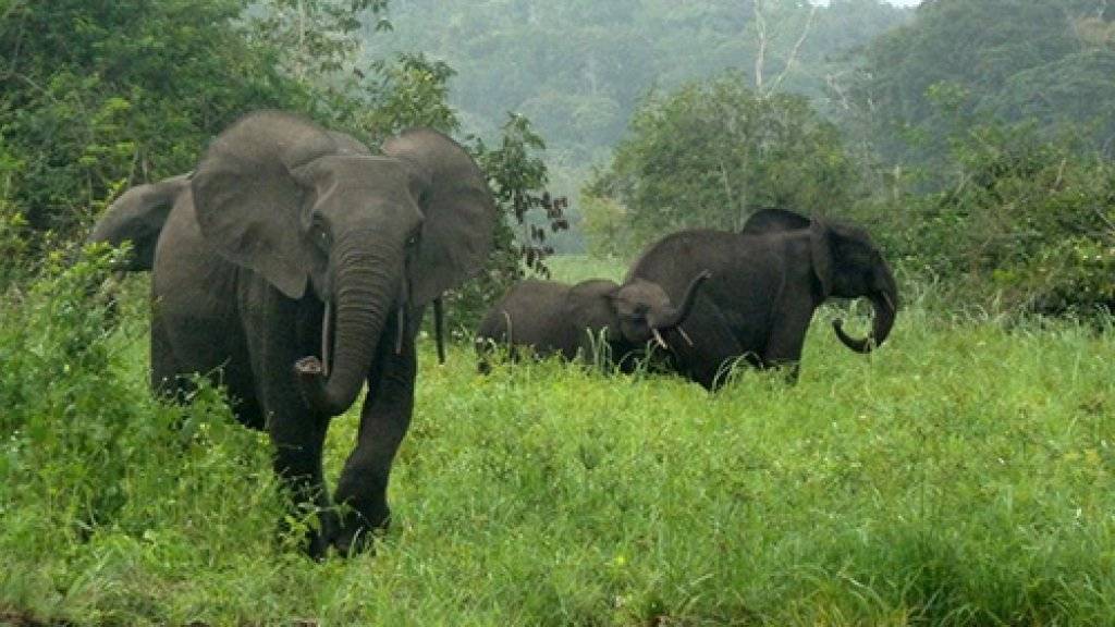 Eine Gruppe Waldelefanten im Minkébé Nationalpark in Gabun.
