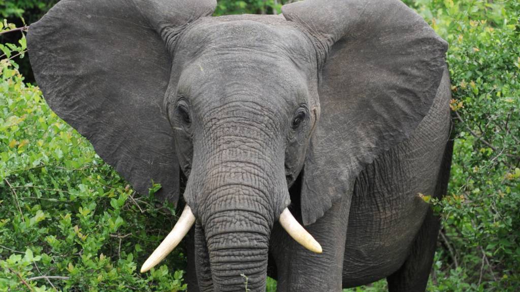 ARCHIV - Ein Afrikanischer Elefant im Krüger Nationalpark (Symbolbild). Foto: Bernd Weißbrod/dpa