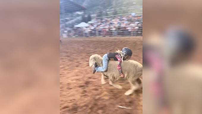 So sieht es aus, wenn Kinder auf Schafen Rodeo reiten