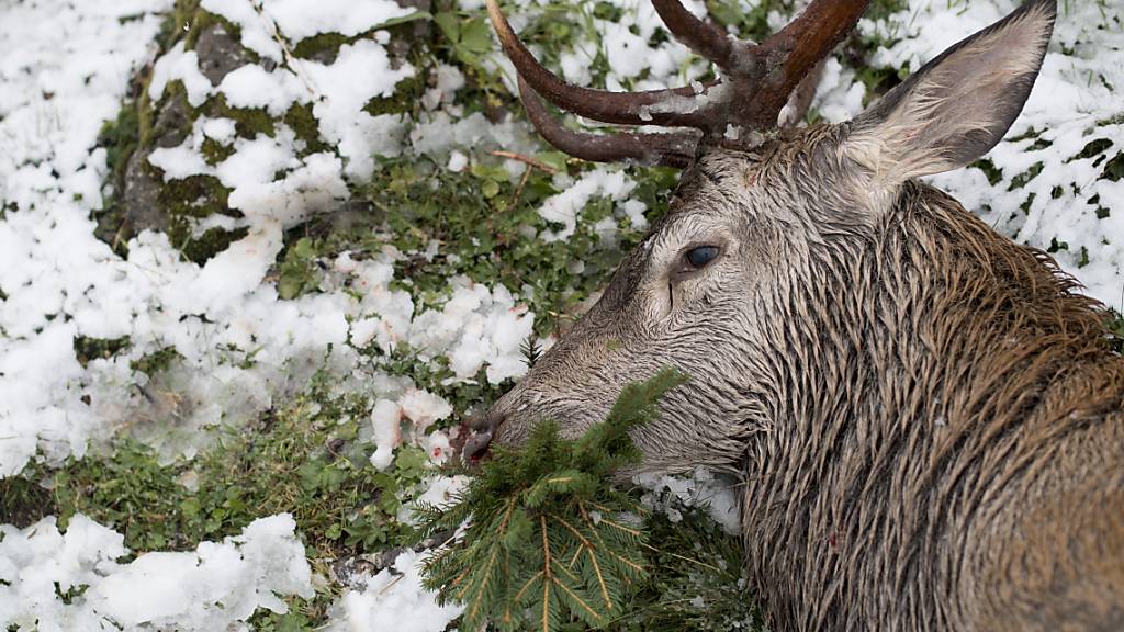Ein auf der Hochjagd erlegter Hirsch. Wildschutzgebiete sollen das Wild in seinem Lebensraum halten und nachhaltig hohe Jagdstrecken ermöglichen, mit denen die Wildbestände reguliert werden. (Archivbild)
