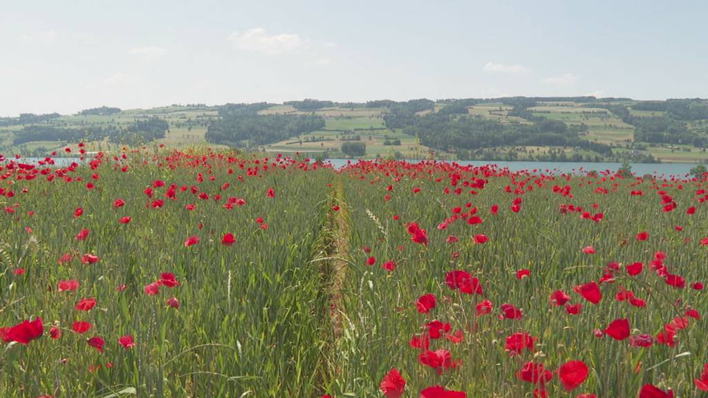 Mohn-Feld verdirbt Bauer die Ernte