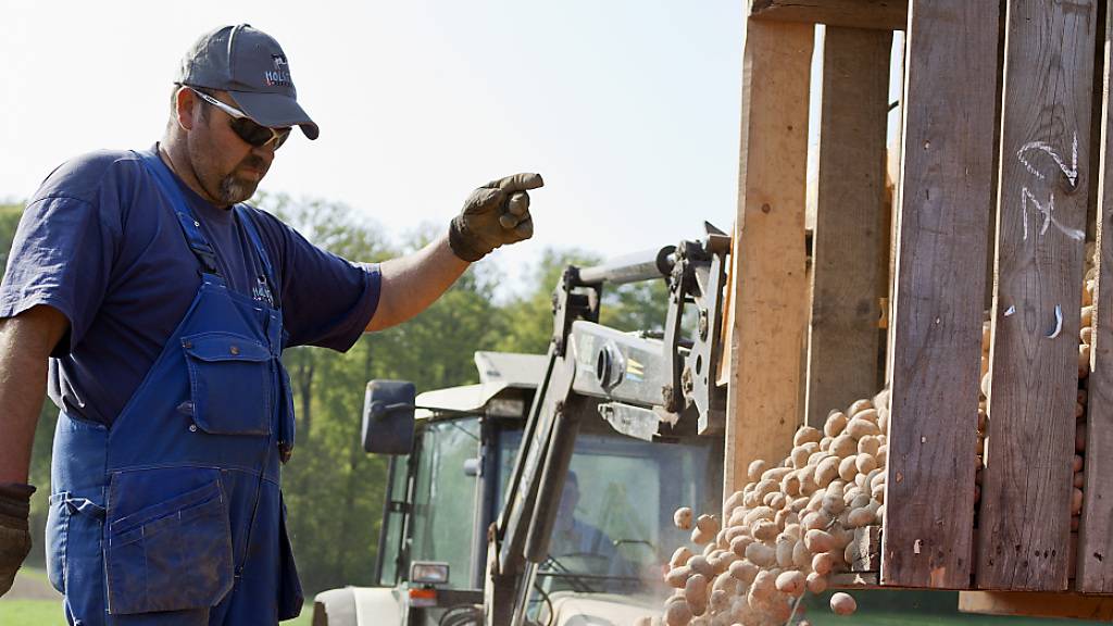 Kartoffelbauern warnen vor Kraut- und Knollenfäule