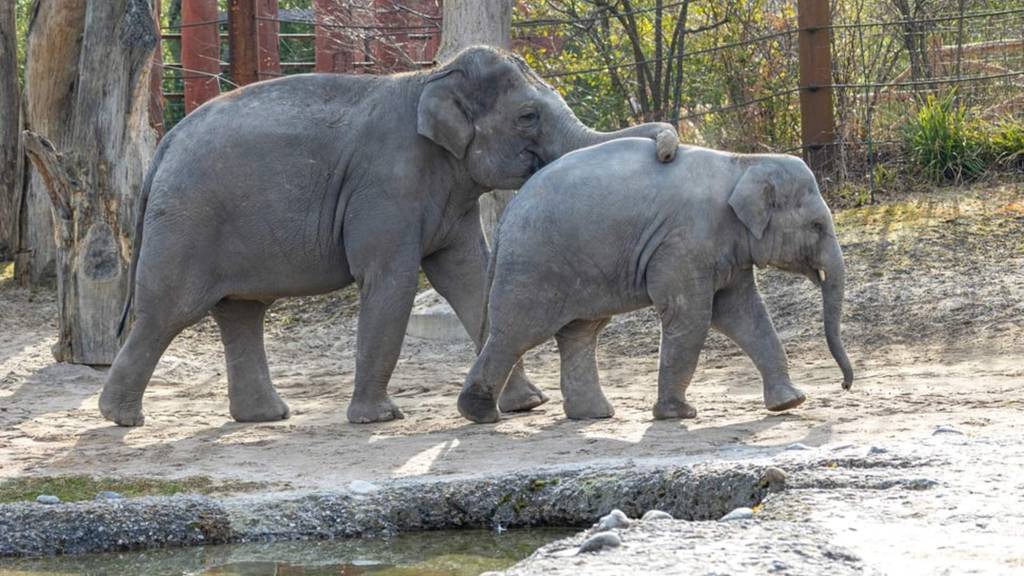 Weiterer Virusfall im Zoo Zürich: Elefantin Omysha ist erkrankt