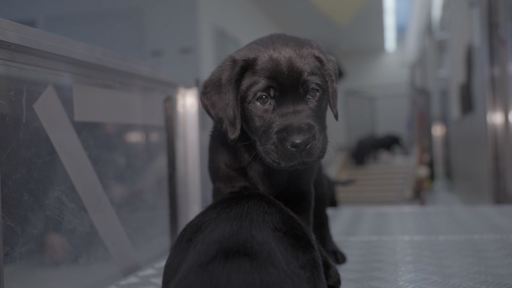 Tierisch «Spezialsendung 2»: Patenhunde 