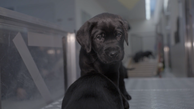 Tierisch «Spezialsendung 2»: Patenhunde 