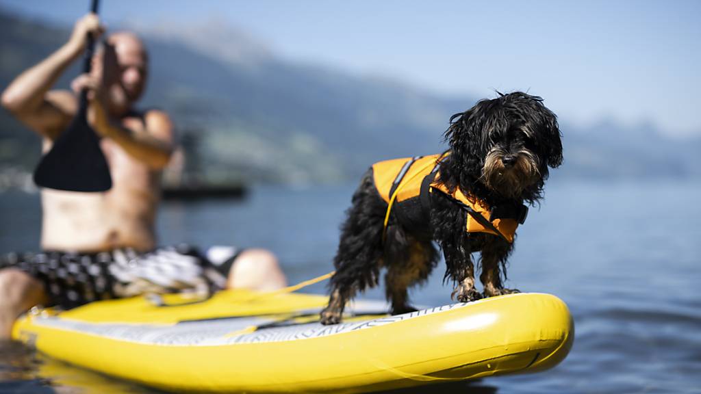Der Hund Obelix mit Schwimmweste bei seinem ersten Ausflug auf dem Stand-Up-Paddel am Walensee. Bei Mensch und Tier war am Wochenende das kühle Nass gefragt.