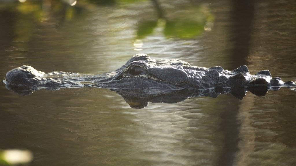 Nicht immer sofort erkennbar: Alligatoren, die auf Beute warten - hier in den Everglades in Süd-Florida. (Symbolbild)