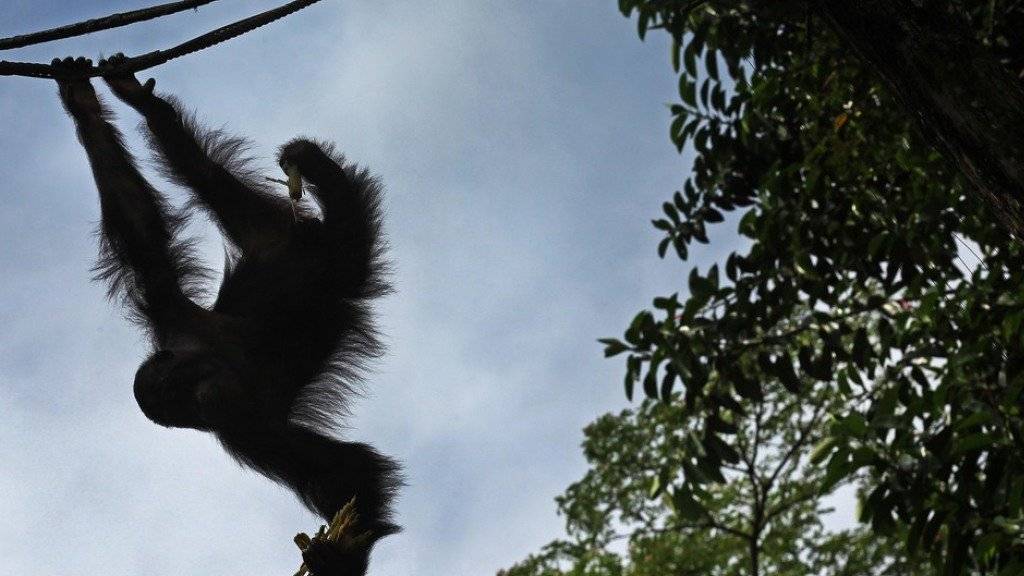 Aufnahme eines Orang-Utans in einem Zoo in Singapur. Im Duisburger Zoo kam es zu einer Tragödie, als einer der Orang-Utans den Aussenzaun übersteigen wollte. Da für eine Betäubung offenbar keine Zeit blieb, musste das Tier erschossen werden (Symbolbild)