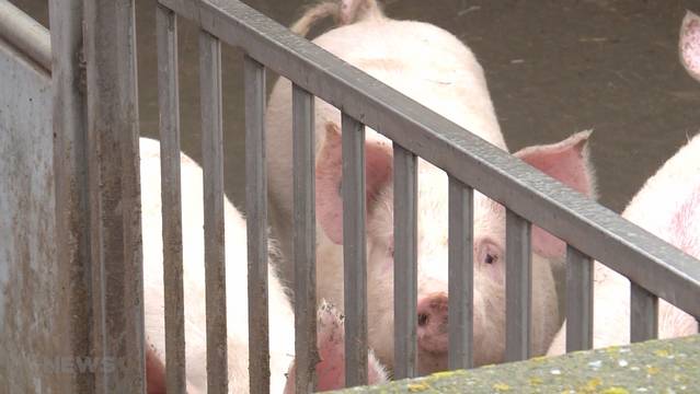 Schweinepest kommt immer näher