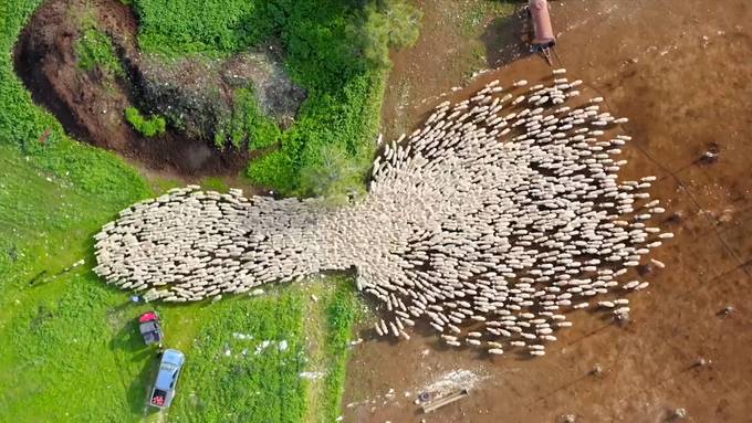 So schön sehen Schafe von oben aus