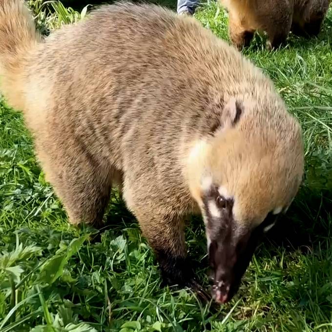 Frühlingshafter Jöö-Alarm: Pelzige Schnüffel-Spezialisten im Zoo Zürich