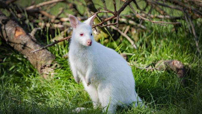 «Ein Albino-Känguru ist extrem selten»