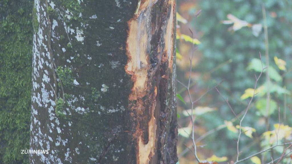 Passant sieht Lichter im Wald – und entdeckt Schwerverletzten