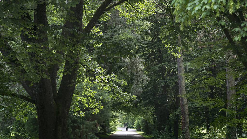 Stadt Zürich muss Lärm-Massnahmen für Friedhof Sihlfeld prüfen