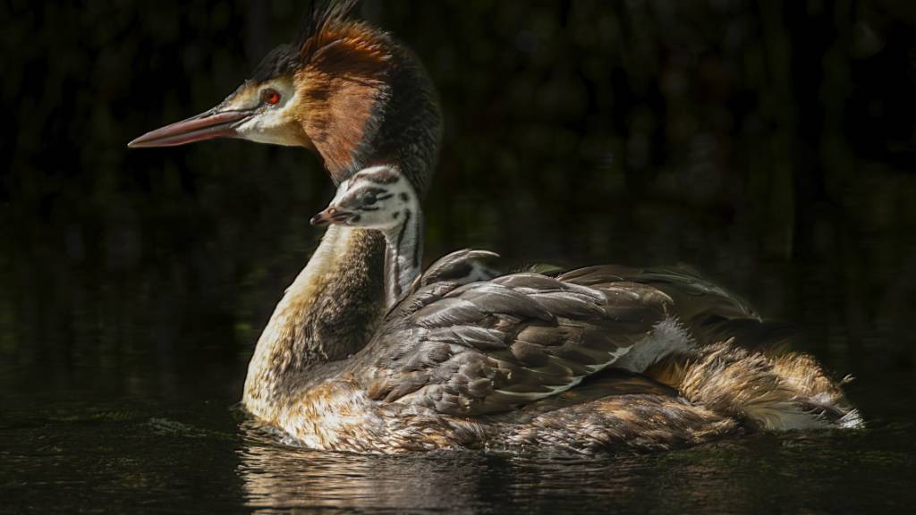 HANDOUT - Dieses von der Royal Forest and Bird Protection Society zur Verfügung gestellte Foto aus dem Jahr 2022 zeigt einen Haubentaucher, in dem Pazifikstaat «puteketeke» genannt, und ihr Küken am Ellesmere-See, südlich von Christchurch. Ein Vogel mit leuchtenden Wangenfedern und kuriosem Balzverhalten ist in Neuseeland zum Vogel des Jahrhunderts gekürt worden. Der Haubentaucher, in dem Pazifikstaat «puteketeke» genannt, siegte bei dem weltweiten Wettbewerb mit riesigem Vorsprung, wie die Naturschutzorganisation Forest and Bird am Mittwoch mitteilte. Eigentlich hätte der Gewinner bereits am Montag verkündet werden sollen - jedoch nahmen so viele Menschen aus aller Welt an dem Votum teil, dass sich die Auszählung der Stimmen verzögert hatte. Foto: Peter Foulds/Royal Forest and Bird Protection Society/AP/dpa - ACHTUNG: Nur zur redaktionellen Verwendung bis zum 28.11.2023 im Zusammenhang mit der aktuellen Berichterstattung und nur mit vollständiger Nennung des vorstehenden Credits