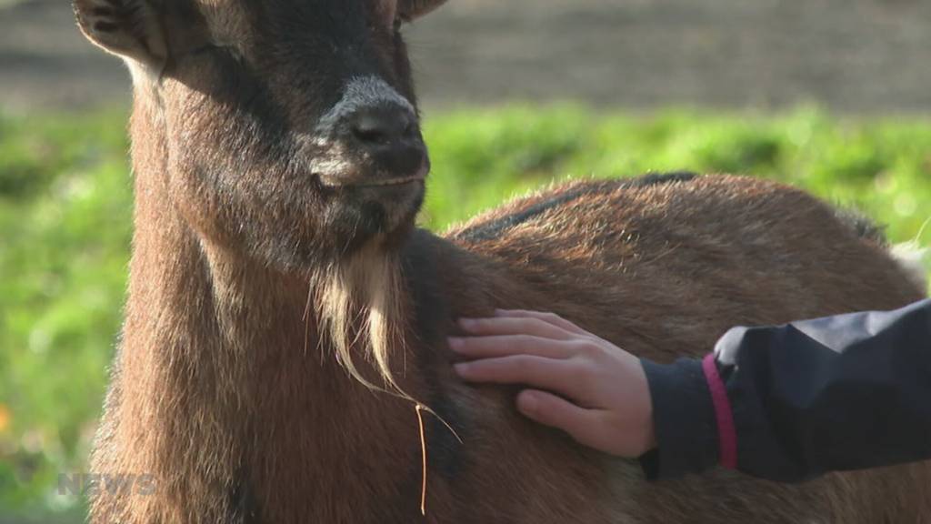 Petition gegen Streichelzoo-Schliessung: