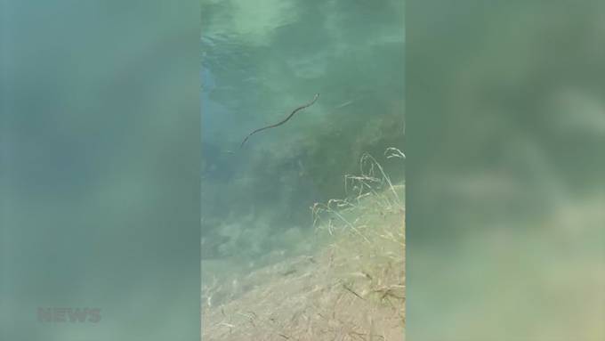 «Ich bin schon mit einer geschwommen» – Schlangen in der Aare keine Seltenheit