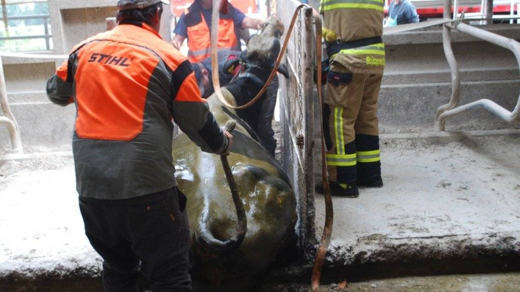 Den Sturz in ein Gülleloch unversehrt überstanden: Eine trächtige Kuh ist in Meierskappel von der Feuerwehr gerettet worden.