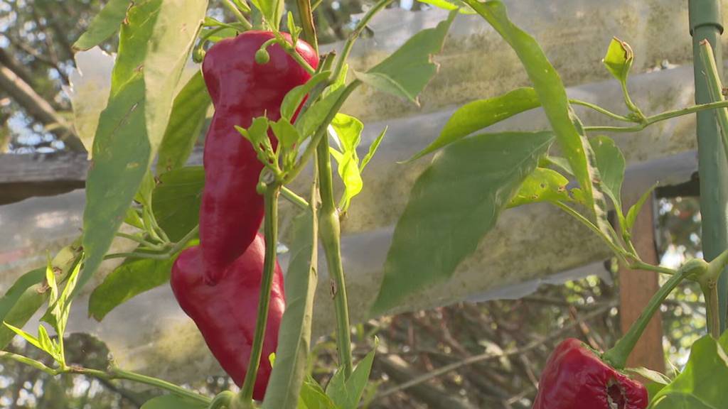 Höllisch scharf: Thurgauerin baut Hunderte Chili-Sorten an