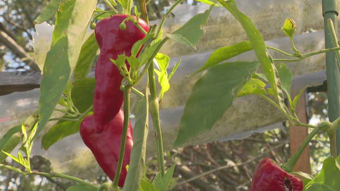 Höllisch scharf: Thurgauerin baut Hunderte Chili-Sorten an