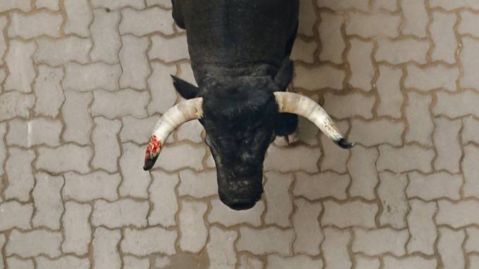 Stier flieht in Lyss aus Metzgerei und wird erschossen