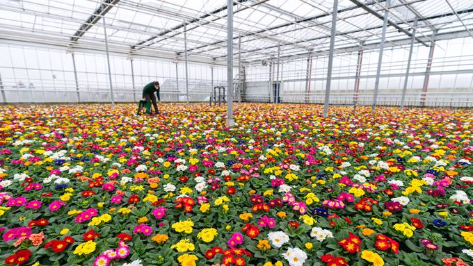 Bunter Frühlingszauber: So gelingt dir der optimale Gartenbeginn