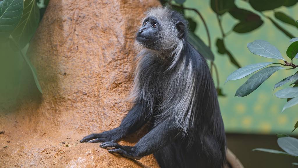 Kletterprofis ohne richtigen Daumen: Neue Affenart im Zoo Zürich eingezogen