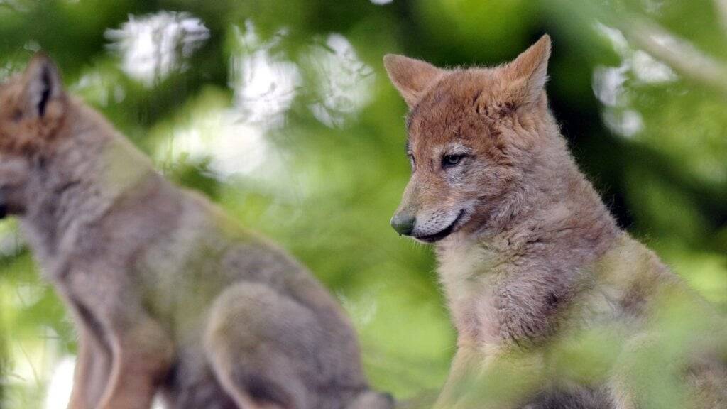 Wolfswelpen im Raum Werdenberg gesichtet