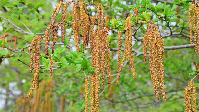 Achtung, Birken-Pollen sind unterwegs