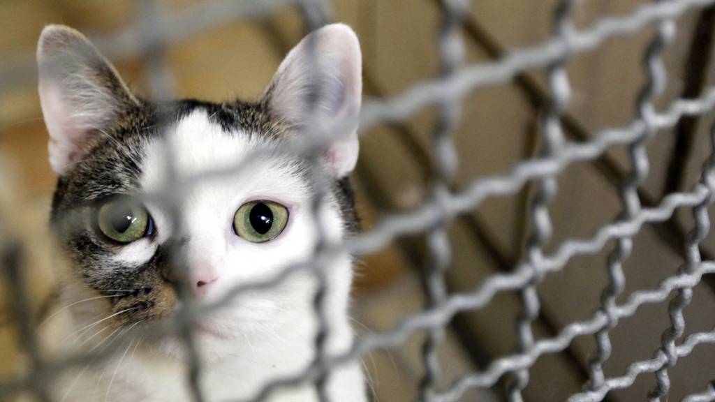 Tierheime haben kaum mehr Kapazität für neue Katzen