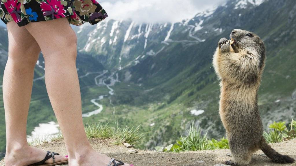 In manchen Walliser Ferienorten sind Murmeltiere eine Touristenattraktion. Sind sie zu zahlreich, können die Tiere nach Ansicht der Behörden auch zu einem Problem werden. (Archiv)
