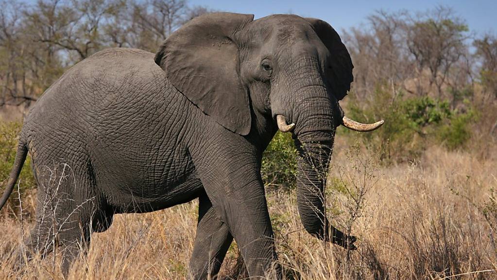 Die andauernde Dürre im afrikanischen Simbabwe hat mittlerweile zum Tod von mehr als 200 Elefanten geführt. (Symbolbild)