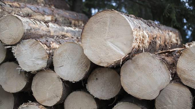 Bündner Behörden ermitteln wegen illegaler Holzverkäufe